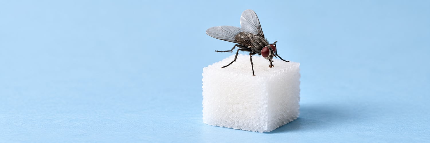 The housefly standing on a sugar cube